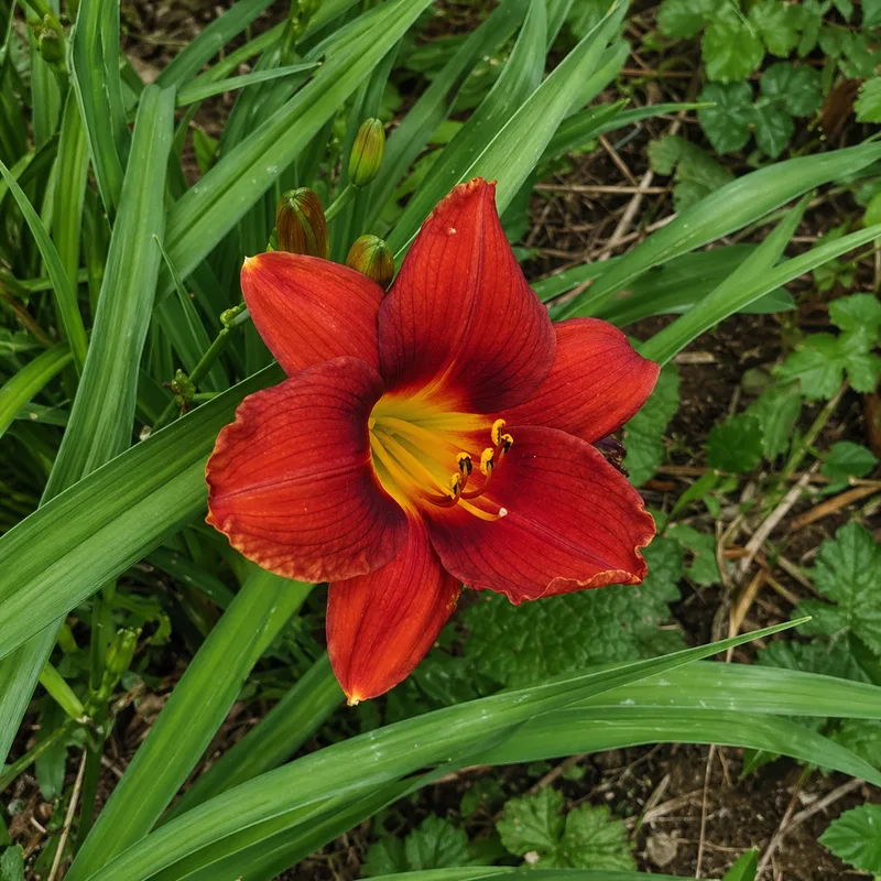 Olallie Vernal Cherry AHS image