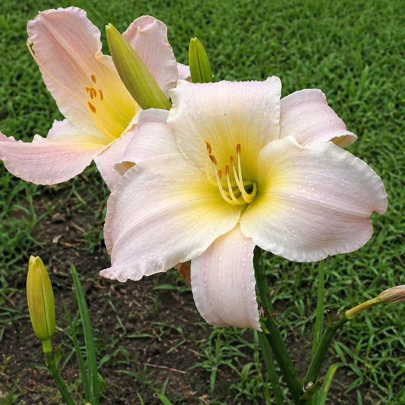 Olallie You Are My Sunshine AHS image