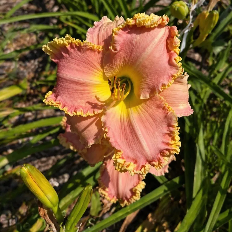 Show Me Addies Pink