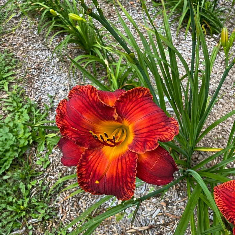 Show Me Flaming Red Hot
