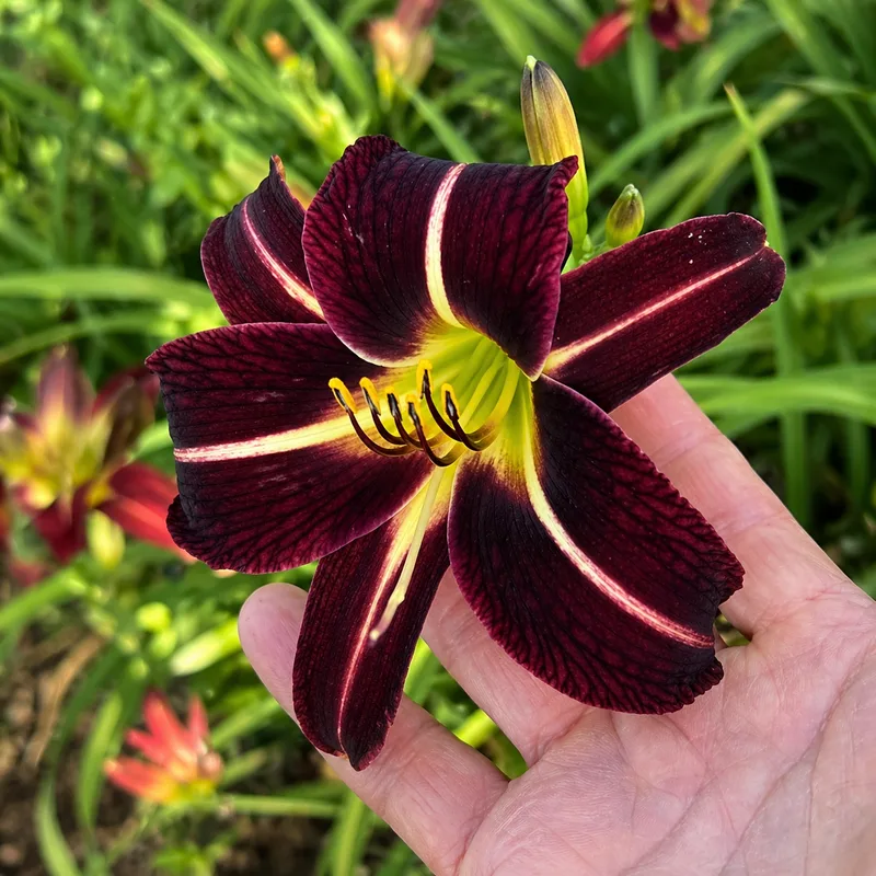 Burgundy Splash AHS image