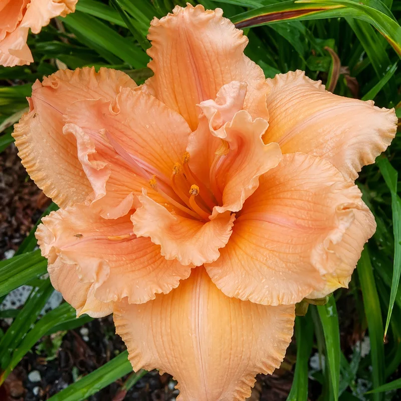 Zeus' Aphrodite