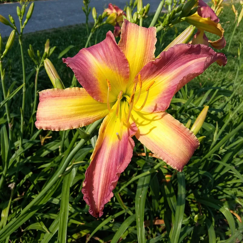 Zeus' Penelope AHS image