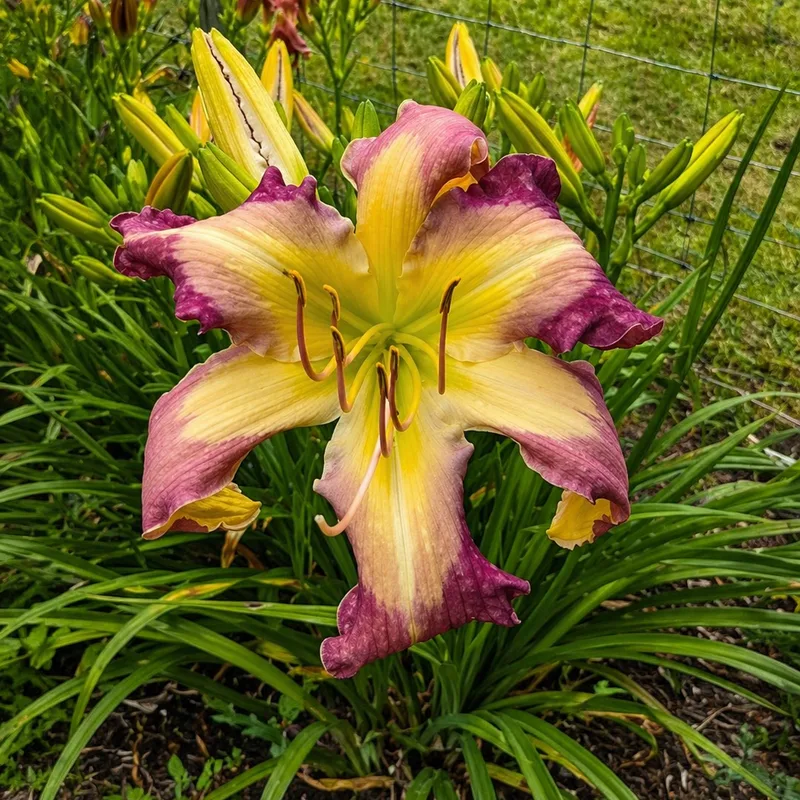 Miss Diane G AHS image