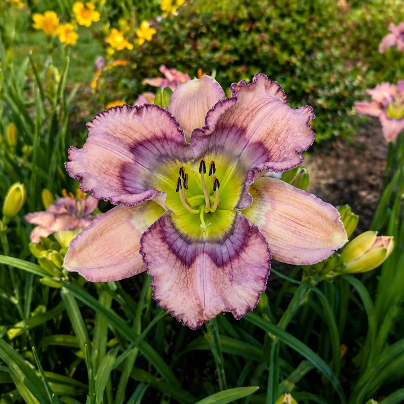 Garden Visitor AHS image