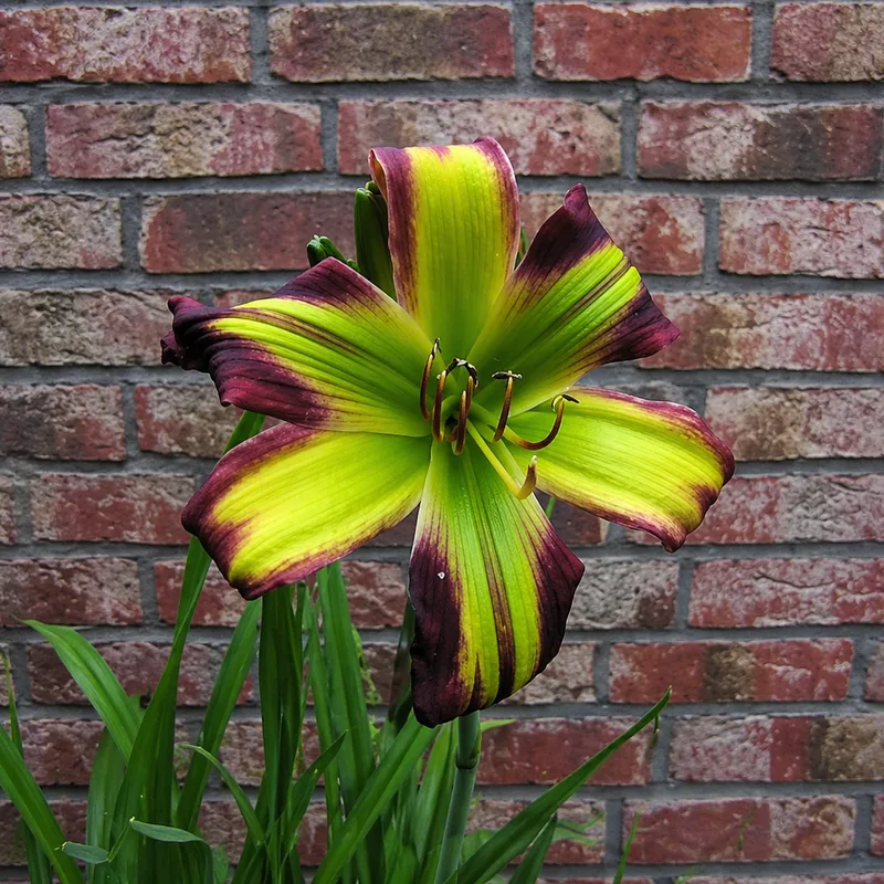 Holsteiner Schwarze Mamba AHS image