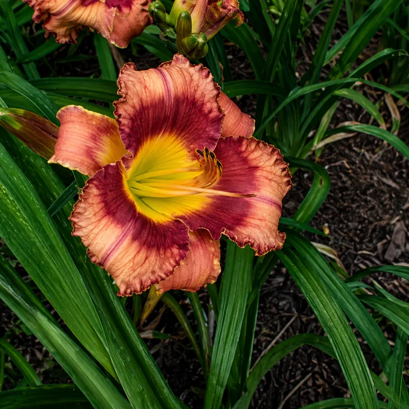 Geboren um zu Leben AHS image