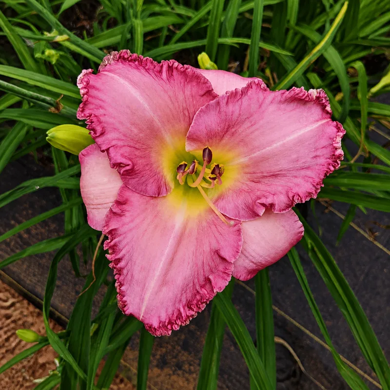 Pink Satiny Delight