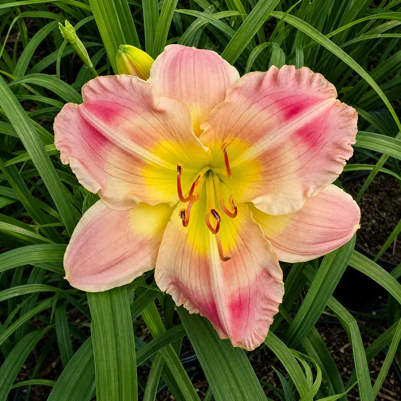 Blush and Bashful