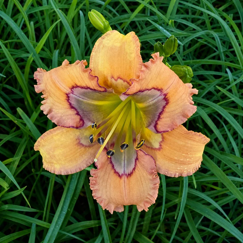 Apricot Majesty