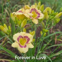 Forever in Love thumbnail