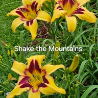 Shake the Mountains thumbnail