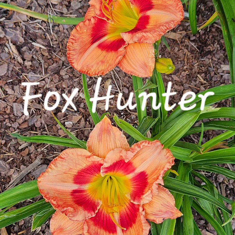 Fox Hunter