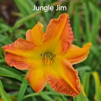 Jungle Jim  thumbnail