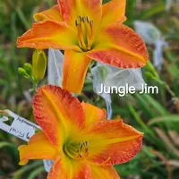 Jungle Jim  thumbnail