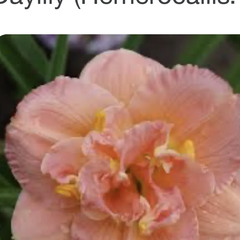 Double Delight