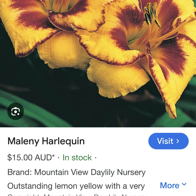 Maleny Harliquin