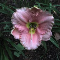Siloam Pink Petite thumbnail