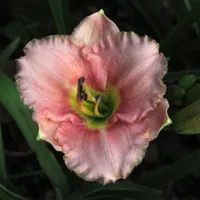 Siloam Pink Petite thumbnail