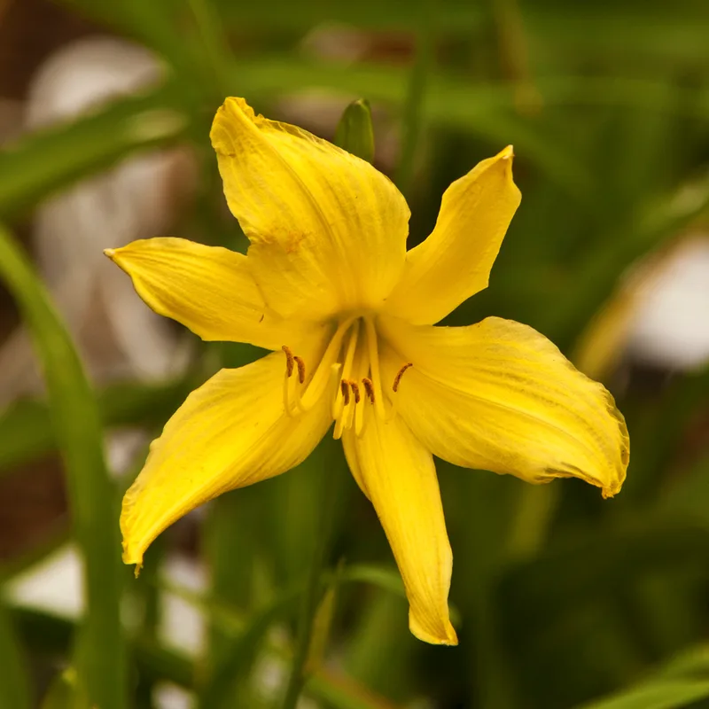 Itsy Bitsy Spider daylily bloom