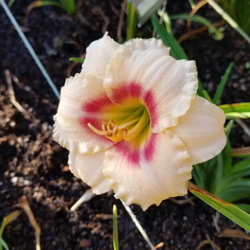 Siloam Virginia Henson daylily bloom