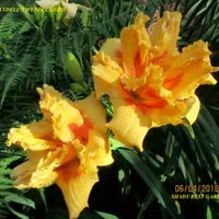 Rockydell's Wendi Cherie thumbnail