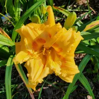 Rockydell's Wendi Cherie thumbnail