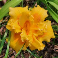Rockydell's Wendi Cherie thumbnail