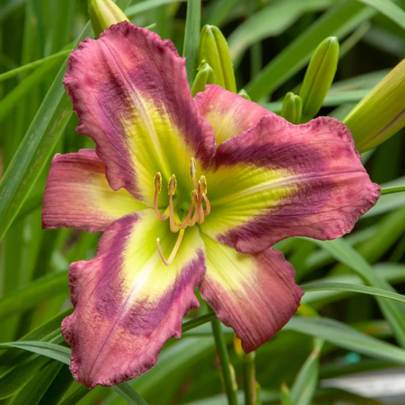 Galactic Green from RitaBeesGardens