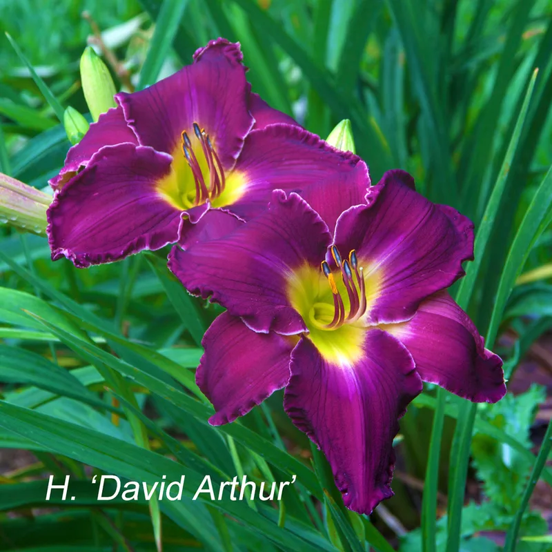 David Arthur