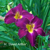 David Arthur catalog image