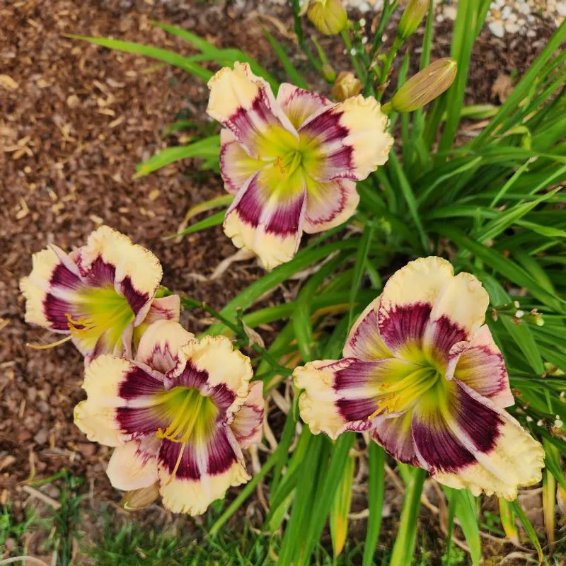 Mage's Memories from RitaBeesGardens