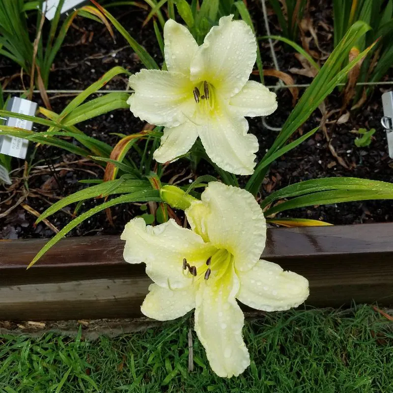 Sunday Gloves daylily bloom