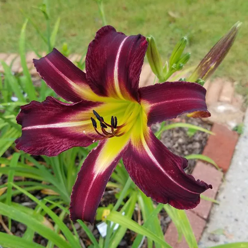 Off to See the Wizard daylily bloom