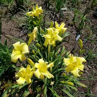 Topguns Lemon Wiggler thumbnail