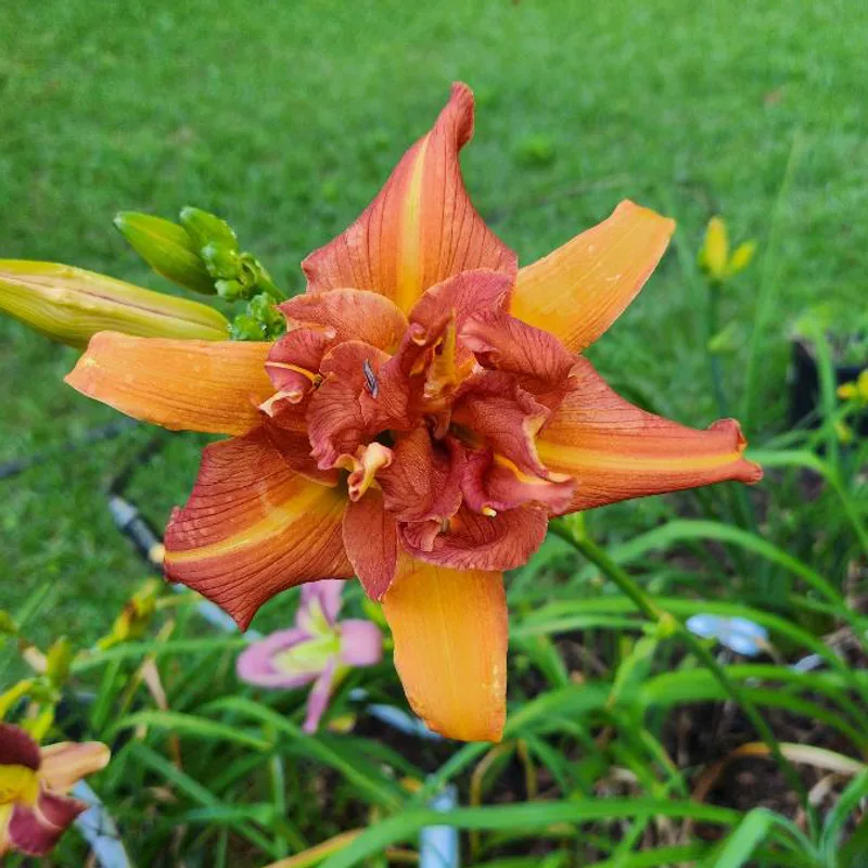 Tangerine Twirl Cupcake daylily bloom