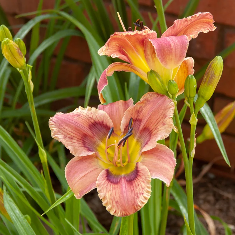 Rainbow Factory daylily bloom