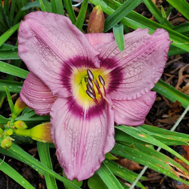 Allen Wild