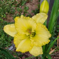 Mount Herman Yellow Green Glow catalog image