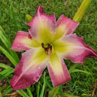 White Eyes Pink Dragon thumbnail