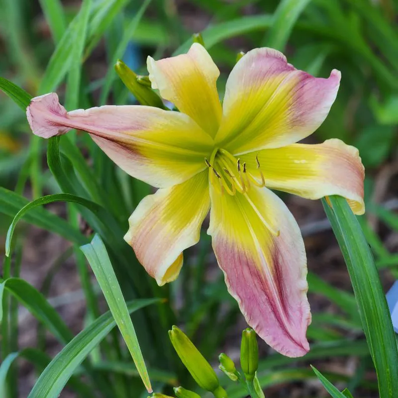 Katisue Herrington from RitaBeesGardens
