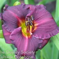 Brookwood Black Kitten catalog image