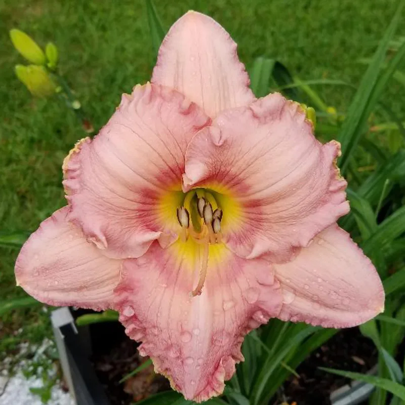 Corinthian Pink