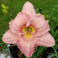 Corinthian Pink catalog image