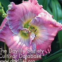 Doyle Pierce catalog image
