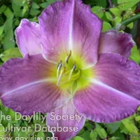Iridescent Jewell catalog image