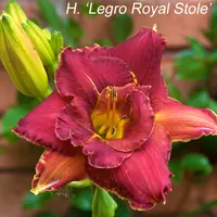 LeGro Royal Stole catalog image
