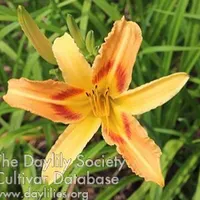 Linda catalog image