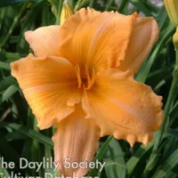 Orange Velvet catalog image