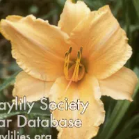 Ruffled Apricot catalog image